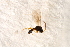 (Astrenis - BC-ZSM-HYM-27597-A03)  @12 [ ] CreativeCommons - Attribution Non-Commercial Share-Alike (2015) Unspecified SNSB, Zoologische Staatssammlung Muenchen