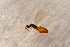 ( - BC-ZSM-HYM-27597-C04)  @12 [ ] CreativeCommons - Attribution Non-Commercial Share-Alike (2015) Unspecified SNSB, Zoologische Staatssammlung Muenchen