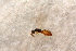  ( - BC-ZSM-HYM-27597-D07)  @12 [ ] CreativeCommons - Attribution Non-Commercial Share-Alike (2015) Unspecified SNSB, Zoologische Staatssammlung Muenchen