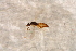  ( - BC-ZSM-HYM-27597-D08)  @12 [ ] CreativeCommons - Attribution Non-Commercial Share-Alike (2015) Unspecified SNSB, Zoologische Staatssammlung Muenchen