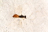  ( - BC-ZSM-HYM-27597-D09)  @12 [ ] CreativeCommons - Attribution Non-Commercial Share-Alike (2015) Unspecified SNSB, Zoologische Staatssammlung Muenchen
