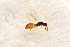  ( - BC-ZSM-HYM-27597-D10)  @12 [ ] CreativeCommons - Attribution Non-Commercial Share-Alike (2015) Unspecified SNSB, Zoologische Staatssammlung Muenchen