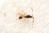  ( - BC-ZSM-HYM-27597-D11)  @13 [ ] CreativeCommons - Attribution Non-Commercial Share-Alike (2015) Unspecified SNSB, Zoologische Staatssammlung Muenchen