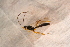  ( - BC-ZSM-HYM-27597-F08)  @12 [ ] CreativeCommons - Attribution Non-Commercial Share-Alike (2015) Unspecified SNSB, Zoologische Staatssammlung Muenchen
