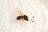  ( - BC-ZSM-HYM-27597-F12)  @12 [ ] CreativeCommons - Attribution Non-Commercial Share-Alike (2015) Unspecified SNSB, Zoologische Staatssammlung Muenchen