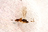  ( - BC-ZSM-HYM-27597-G01)  @12 [ ] CreativeCommons - Attribution Non-Commercial Share-Alike (2015) Unspecified SNSB, Zoologische Staatssammlung Muenchen