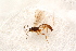  ( - BC-ZSM-HYM-27597-G10)  @12 [ ] CreativeCommons - Attribution Non-Commercial Share-Alike (2015) Unspecified SNSB, Zoologische Staatssammlung Muenchen