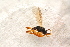  ( - BC-ZSM-HYM-27597-H01)  @12 [ ] CreativeCommons - Attribution Non-Commercial Share-Alike (2015) Unspecified SNSB, Zoologische Staatssammlung Muenchen