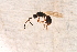  ( - BC-ZSM-HYM-27597-H08)  @12 [ ] CreativeCommons - Attribution Non-Commercial Share-Alike (2015) Unspecified SNSB, Zoologische Staatssammlung Muenchen