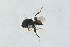  ( - BC-ZSM-HYM-27641-B05)  @11 [ ] CreativeCommons - Attribution Non-Commercial Share-Alike (2015) Stefan Schmidt SNSB, Zoologische Staatssammlung Muenchen