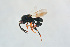  ( - BC-ZSM-HYM-27641-B06)  @11 [ ] CreativeCommons - Attribution Non-Commercial Share-Alike (2015) Stefan Schmidt SNSB, Zoologische Staatssammlung Muenchen