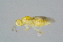  ( - BC-ZSM-HYM-27734-D12)  @13 [ ] CreativeCommons - Attribution Non-Commercial Share-Alike (2015) Stefan Schmidt SNSB, Zoologische Staatssammlung Muenchen