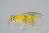  ( - BC-ZSM-HYM-27734-E01)  @12 [ ] CreativeCommons - Attribution Non-Commercial Share-Alike (2015) Stefan Schmidt SNSB, Zoologische Staatssammlung Muenchen