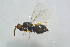  ( - BC-ZSM-HYM-27770-G02)  @13 [ ] CreativeCommons - Attribution Non-Commercial Share-Alike (2015) Stefan Schmidt SNSB, Zoologische Staatssammlung Muenchen
