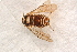  ( - BC-ZSM-HYM-27761-C12)  @12 [ ] CreativeCommons - Attribution Non-Commercial Share-Alike (2015) Unspecified SNSB, Zoologische Staatssammlung Muenchen
