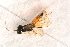  ( - BC-ZSM-HYM-27761-D11)  @12 [ ] CreativeCommons - Attribution Non-Commercial Share-Alike (2015) Unspecified SNSB, Zoologische Staatssammlung Muenchen
