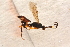  ( - BC-ZSM-HYM-27761-E07)  @12 [ ] CreativeCommons - Attribution Non-Commercial Share-Alike (2015) Unspecified SNSB, Zoologische Staatssammlung Muenchen