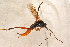  ( - BC-ZSM-HYM-27761-F07)  @12 [ ] CreativeCommons - Attribution Non-Commercial Share-Alike (2015) Unspecified SNSB, Zoologische Staatssammlung Muenchen