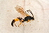 ( - BC-ZSM-HYM-27761-G05)  @12 [ ] CreativeCommons - Attribution Non-Commercial Share-Alike (2015) Unspecified SNSB, Zoologische Staatssammlung Muenchen