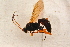  (Ichneumon quadrialbatus - BC-ZSM-HYM-27761-G12)  @12 [ ] CreativeCommons - Attribution Non-Commercial Share-Alike (2015) Unspecified SNSB, Zoologische Staatssammlung Muenchen