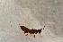  ( - BC-ZSM-HYM-27762-B01)  @12 [ ] CreativeCommons - Attribution Non-Commercial Share-Alike (2015) Unspecified SNSB, Zoologische Staatssammlung Muenchen