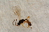  ( - BC-ZSM-HYM-27762-B03)  @13 [ ] CreativeCommons - Attribution Non-Commercial Share-Alike (2015) Unspecified SNSB, Zoologische Staatssammlung Muenchen