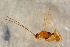  ( - BC-ZSM-HYM-27762-B12)  @12 [ ] CreativeCommons - Attribution Non-Commercial Share-Alike (2015) Unspecified SNSB, Zoologische Staatssammlung Muenchen