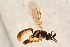  ( - BC-ZSM-HYM-27762-C08)  @12 [ ] CreativeCommons - Attribution Non-Commercial Share-Alike (2015) Unspecified SNSB, Zoologische Staatssammlung Muenchen