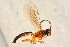  ( - BC-ZSM-HYM-27762-C11)  @12 [ ] CreativeCommons - Attribution Non-Commercial Share-Alike (2015) Unspecified SNSB, Zoologische Staatssammlung Muenchen