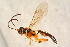  ( - BC-ZSM-HYM-27762-C12)  @12 [ ] CreativeCommons - Attribution Non-Commercial Share-Alike (2015) Unspecified SNSB, Zoologische Staatssammlung Muenchen