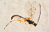  ( - BC-ZSM-HYM-27762-F03)  @12 [ ] CreativeCommons - Attribution Non-Commercial Share-Alike (2015) Unspecified SNSB, Zoologische Staatssammlung Muenchen