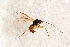  ( - BC-ZSM-HYM-27762-H06)  @12 [ ] CreativeCommons - Attribution Non-Commercial Share-Alike (2015) Unspecified SNSB, Zoologische Staatssammlung Muenchen