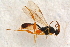  ( - BC-ZSM-HYM-27762-H07)  @13 [ ] CreativeCommons - Attribution Non-Commercial Share-Alike (2015) Unspecified SNSB, Zoologische Staatssammlung Muenchen