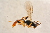  ( - BC-ZSM-HYM-27763-C02)  @12 [ ] CreativeCommons - Attribution Non-Commercial Share-Alike (2015) Unspecified SNSB, Zoologische Staatssammlung Muenchen