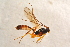  ( - BC-ZSM-HYM-27763-C03)  @12 [ ] CreativeCommons - Attribution Non-Commercial Share-Alike (2015) Unspecified SNSB, Zoologische Staatssammlung Muenchen