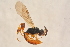  ( - BC-ZSM-HYM-27763-H06)  @13 [ ] CreativeCommons - Attribution Non-Commercial Share-Alike (2015) Unspecified SNSB, Zoologische Staatssammlung Muenchen
