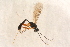  ( - BC-ZSM-HYM-27763-H08)  @12 [ ] CreativeCommons - Attribution Non-Commercial Share-Alike (2015) Unspecified SNSB, Zoologische Staatssammlung Muenchen