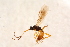  ( - BC-ZSM-HYM-27764-A10)  @12 [ ] CreativeCommons - Attribution Non-Commercial Share-Alike (2015) Unspecified SNSB, Zoologische Staatssammlung Muenchen