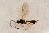  ( - BC-ZSM-HYM-27764-E01)  @12 [ ] CreativeCommons - Attribution Non-Commercial Share-Alike (2015) Unspecified SNSB, Zoologische Staatssammlung Muenchen