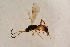  ( - BC-ZSM-HYM-27764-E05)  @12 [ ] CreativeCommons - Attribution Non-Commercial Share-Alike (2015) Unspecified SNSB, Zoologische Staatssammlung Muenchen