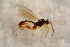  ( - BC-ZSM-HYM-27764-G11)  @13 [ ] CreativeCommons - Attribution Non-Commercial Share-Alike (2015) Unspecified SNSB, Zoologische Staatssammlung Muenchen