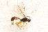  ( - BC-ZSM-HYM-27765-E01)  @13 [ ] CreativeCommons - Attribution Non-Commercial Share-Alike (2015) Unspecified SNSB, Zoologische Staatssammlung Muenchen