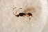  ( - BC-ZSM-HYM-27765-E12)  @12 [ ] CreativeCommons - Attribution Non-Commercial Share-Alike (2015) Unspecified SNSB, Zoologische Staatssammlung Muenchen