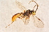  ( - BC-ZSM-HYM-27765-F10)  @12 [ ] CreativeCommons - Attribution Non-Commercial Share-Alike (2015) Unspecified SNSB, Zoologische Staatssammlung Muenchen