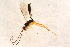  ( - BC-ZSM-HYM-27765-F11)  @12 [ ] CreativeCommons - Attribution Non-Commercial Share-Alike (2015) Unspecified SNSB, Zoologische Staatssammlung Muenchen