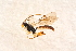  ( - BC-ZSM-HYM-27765-G09)  @12 [ ] CreativeCommons - Attribution Non-Commercial Share-Alike (2015) Unspecified SNSB, Zoologische Staatssammlung Muenchen