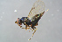  ( - BC-ZSM-HYM-27767-D11)  @12 [ ] CreativeCommons - Attribution Non-Commercial Share-Alike (2015) Stefan Schmidt SNSB, Zoologische Staatssammlung Muenchen