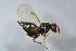  ( - BC-ZSM-HYM-27767-E01)  @13 [ ] CreativeCommons - Attribution Non-Commercial Share-Alike (2015) Stefan Schmidt SNSB, Zoologische Staatssammlung Muenchen