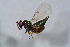  ( - BC-ZSM-HYM-27767-E02)  @12 [ ] CreativeCommons - Attribution Non-Commercial Share-Alike (2015) Stefan Schmidt SNSB, Zoologische Staatssammlung Muenchen