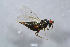  ( - BC-ZSM-HYM-27767-E04)  @12 [ ] CreativeCommons - Attribution Non-Commercial Share-Alike (2015) Stefan Schmidt SNSB, Zoologische Staatssammlung Muenchen